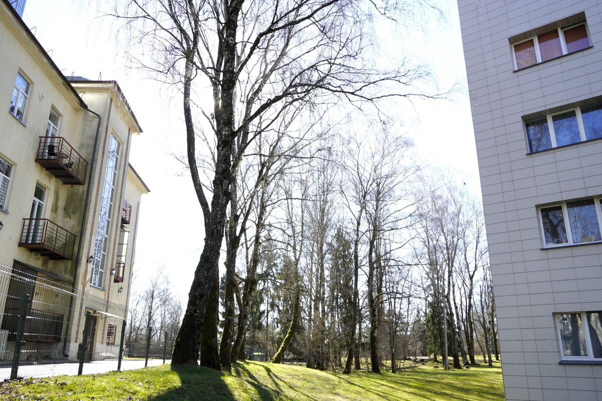 Gyventojai užsimojo ant šono versti dvi dešimtis medžių