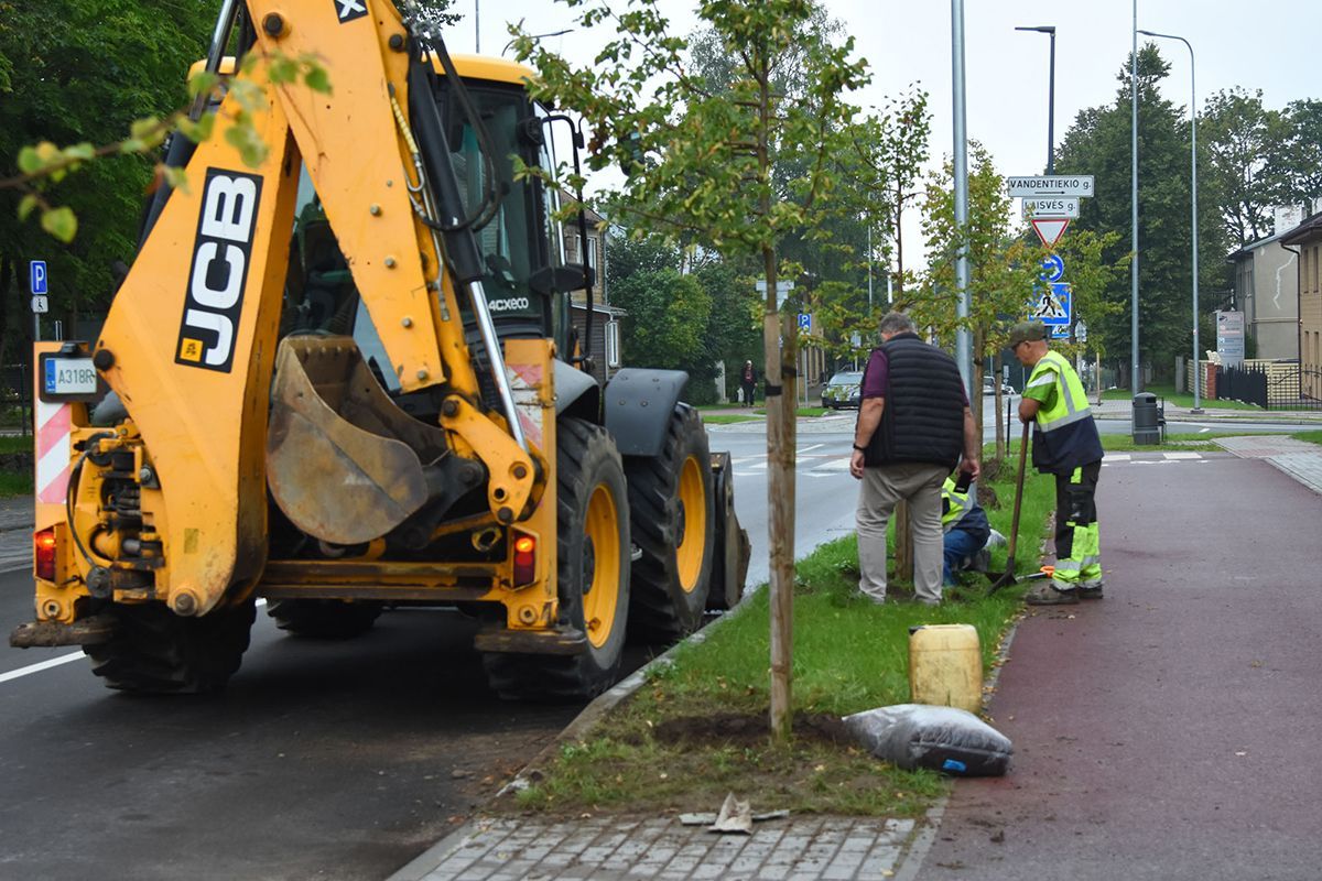 Medelių prakeiksmas Plungėje: miršta Telšių gatvės liepos