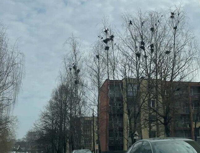Gyventojų kova su kaimynystėje įsikūrusiomis varnomis