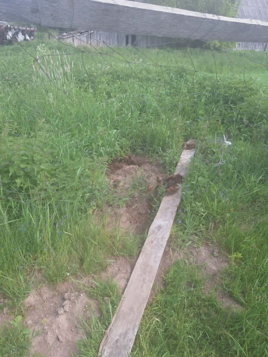 Ga­nia­vos se­zo­nas tik pra­si­dė­jo, o vil­kai jau siau­tė­ja