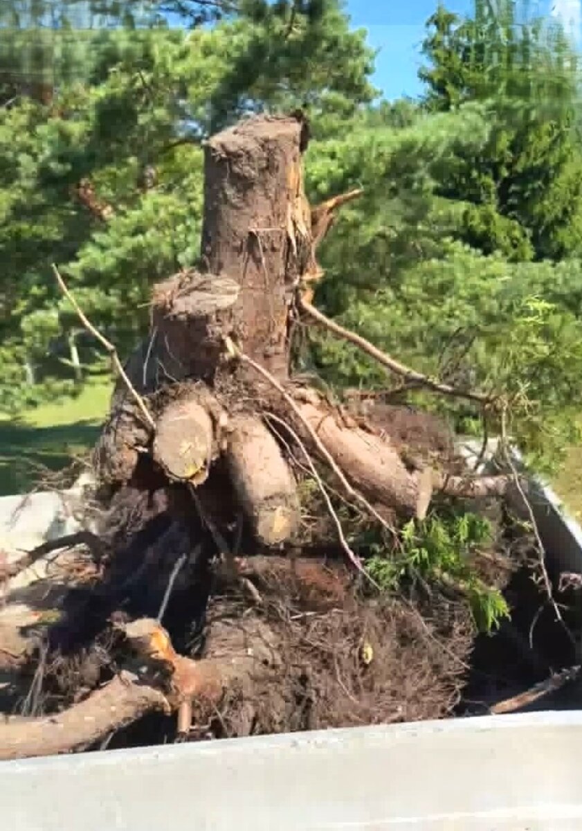 Daug triukšmo dėl kelmo