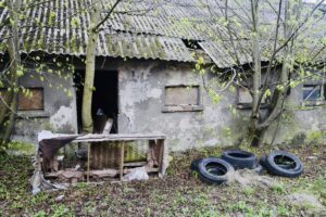 Pas­ta­tų vai­duok­lių šie­met ra­do dau­giau