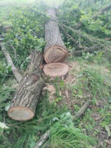 Susirūpinimas: Degaičių parkas tvarkomas ar tyliai prarandamas?